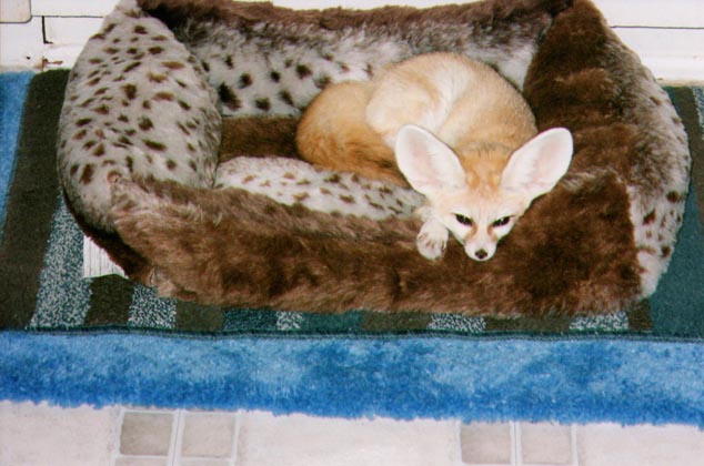 Pet fox