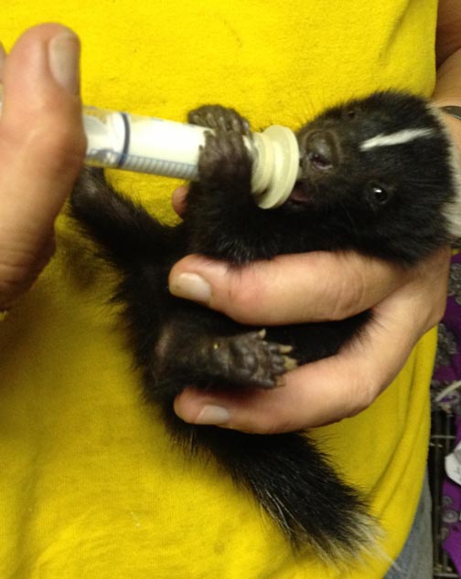 A baby skunk being fed