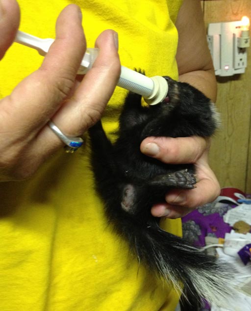 Baby skunk being fed