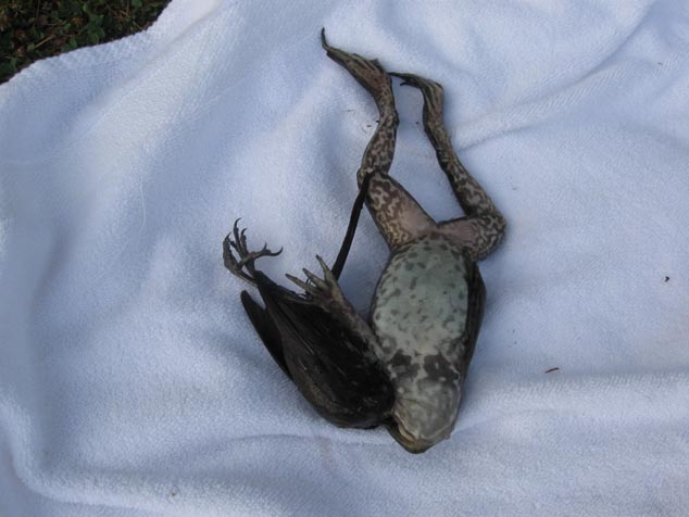 A dead frog