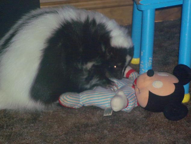 Jasper the skunk playing with Mickey Mouse