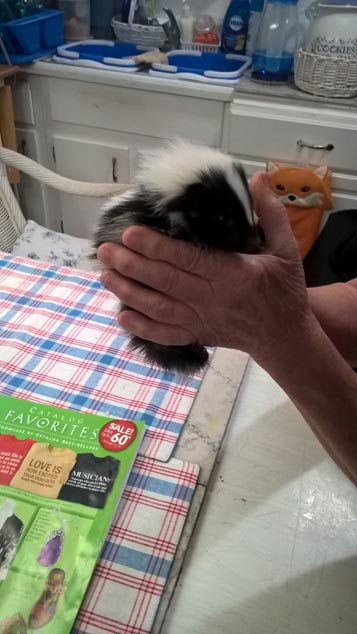 Newborn Pet skunk