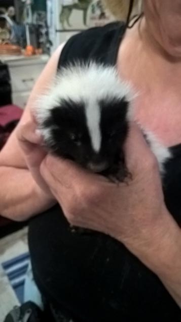 Newborn Pet skunk